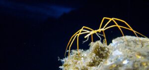 sea spider