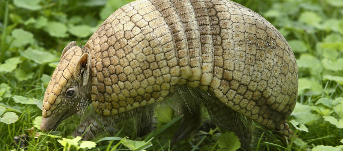 3-banded armadillo, Critter Science