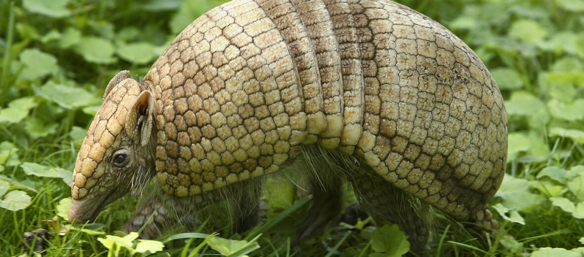 3-banded armadillo