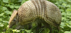 3-banded armadillo