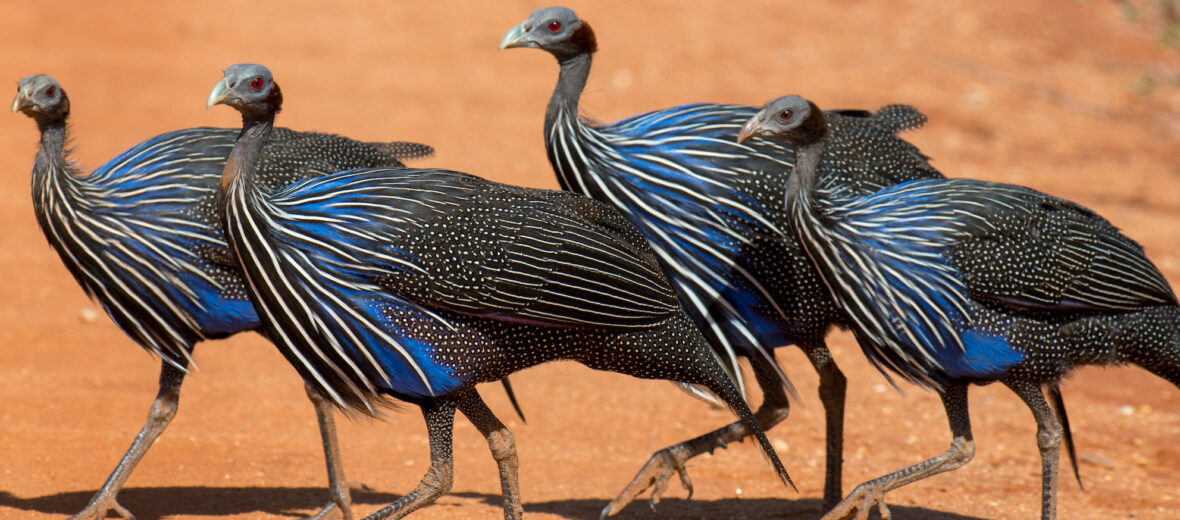 vulturine guineafowl