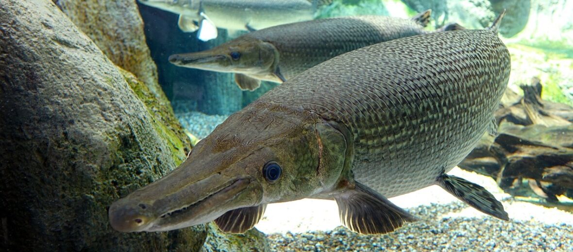 alligator gar