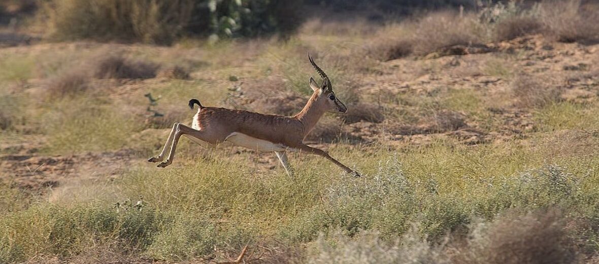 chinkara