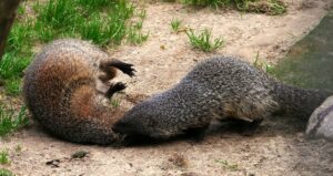 Egyptian mongoose