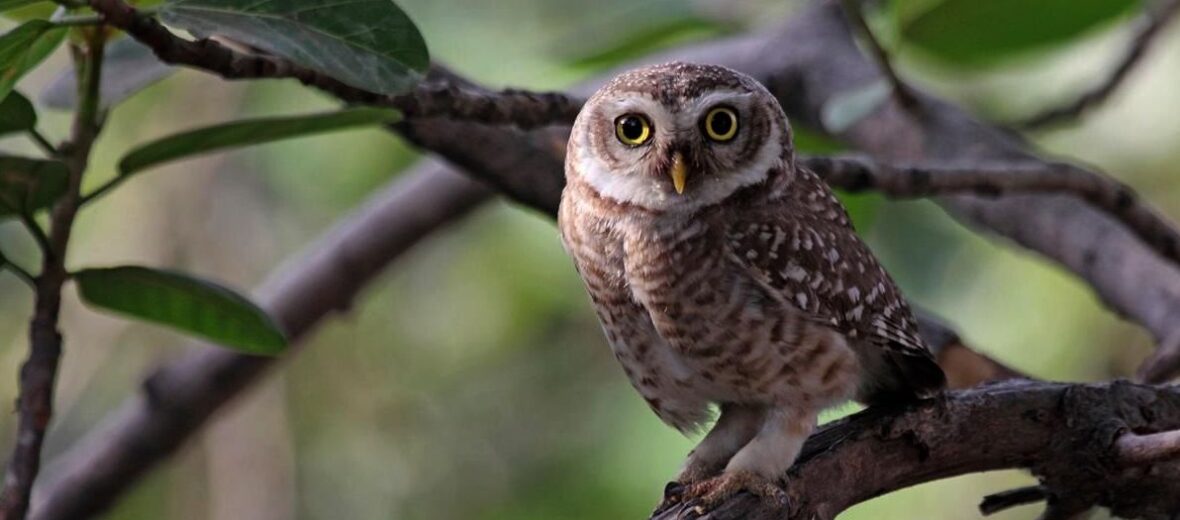 elf owl