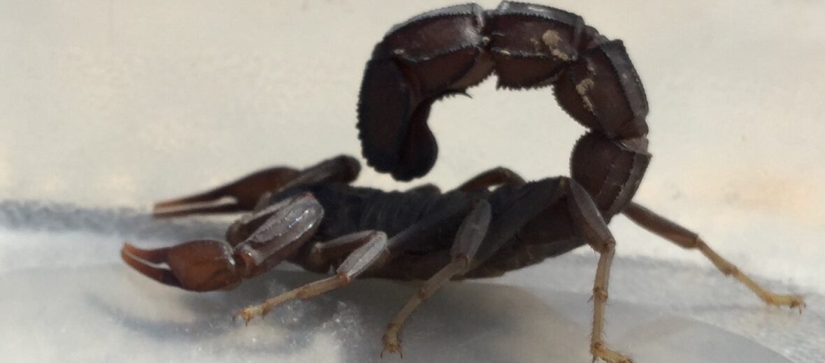 fat-tailed scorpion