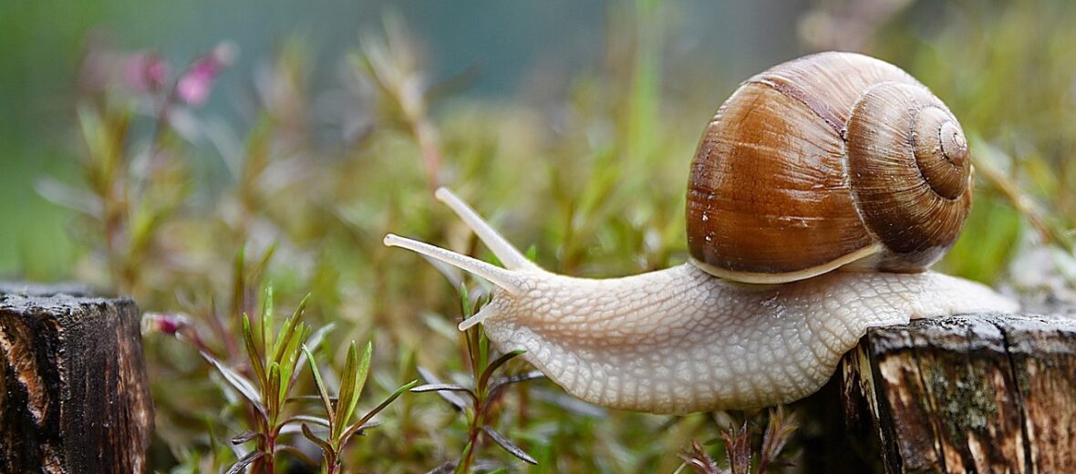 garden snail