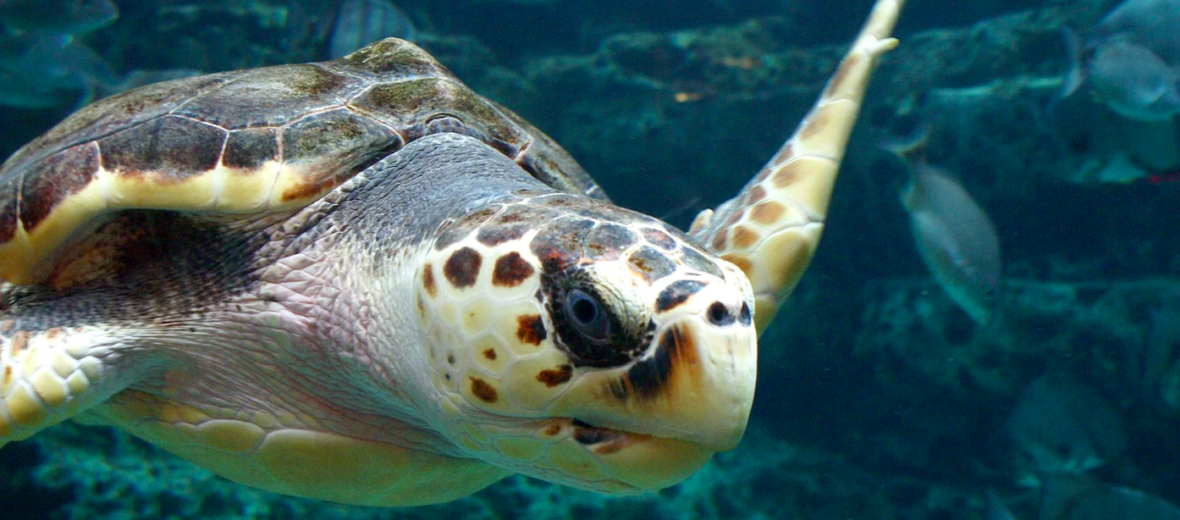 loggerhead sea turtle