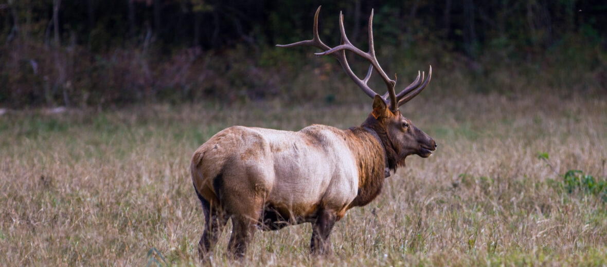 Manitoban elk