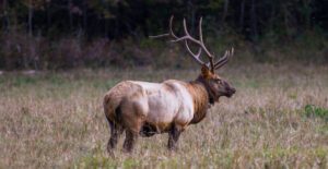 Manitoban elk