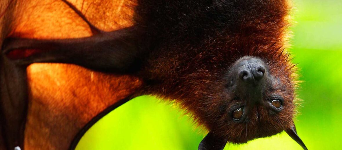 Malayan flying fox