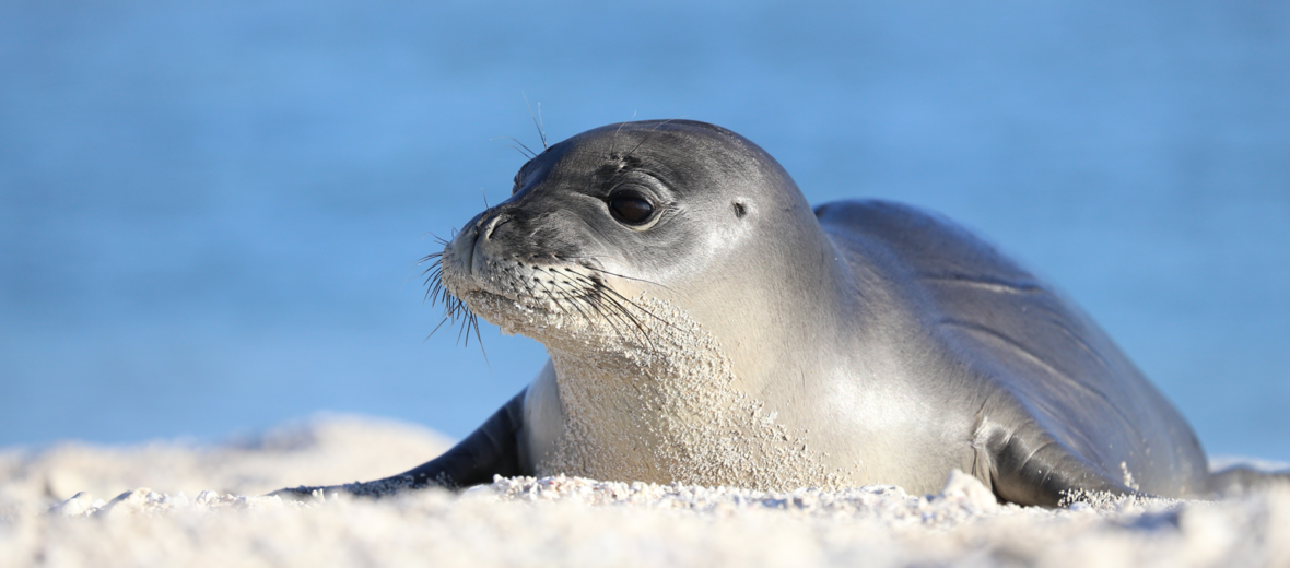 Mediterranean monk seal