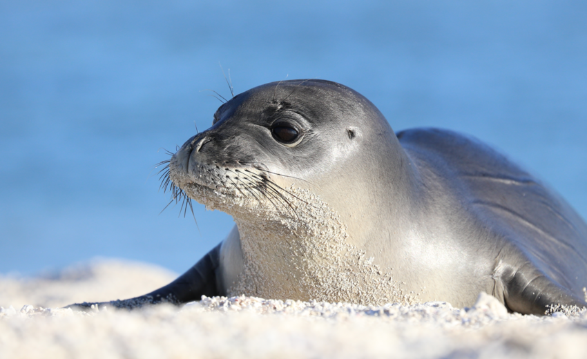 monk seal Archives | Critter Science