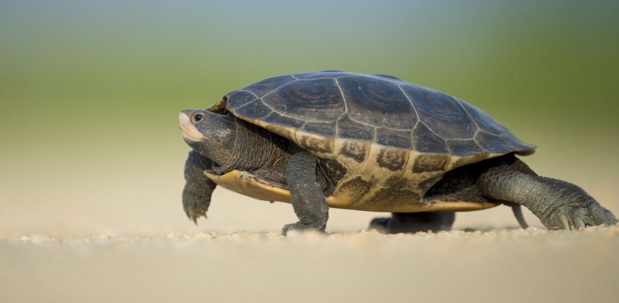 mud turtle