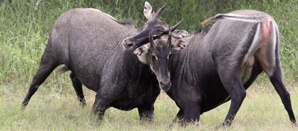 nilgai antelope