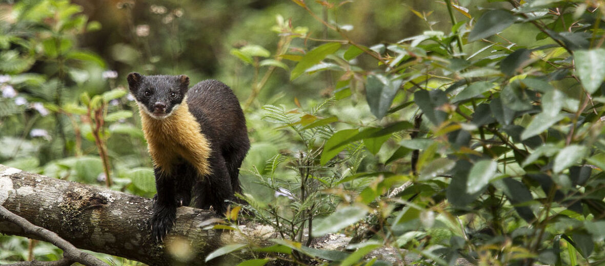 Nilgiri marten