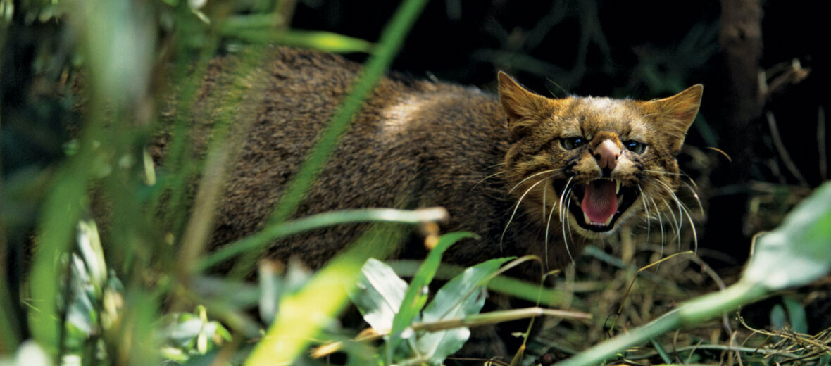 Pampas cat