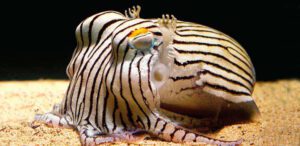 striped pyjama squid