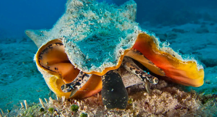 The Large Queen Conch Critter Science