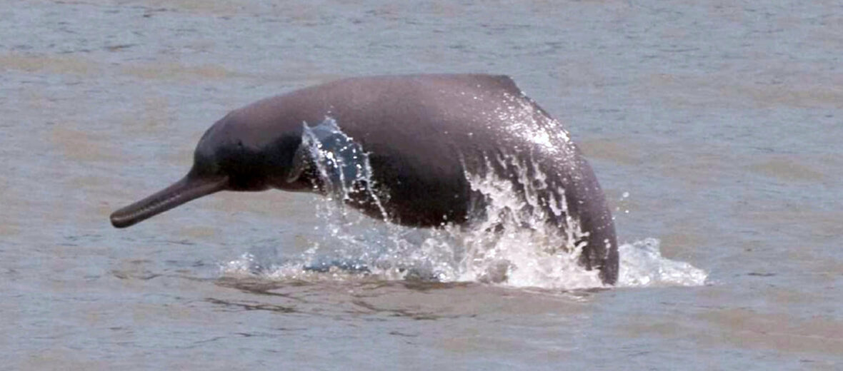 south asian river dolphin