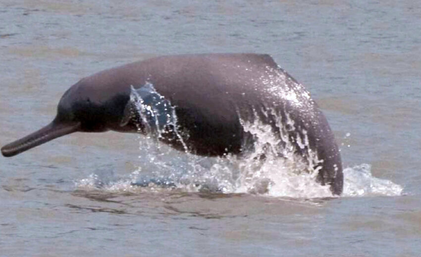 south Asian river dolphin