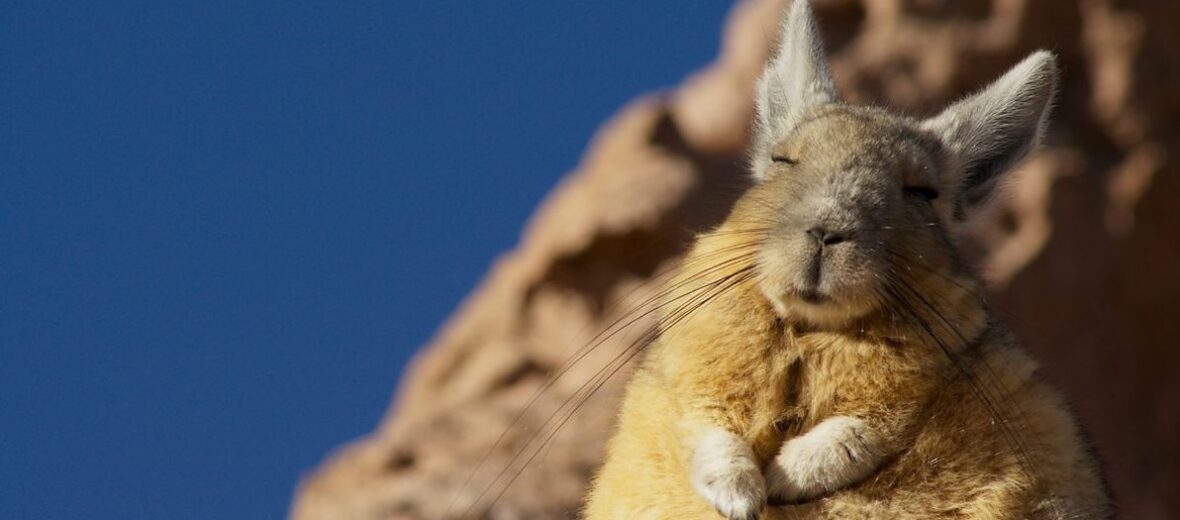 viscacha