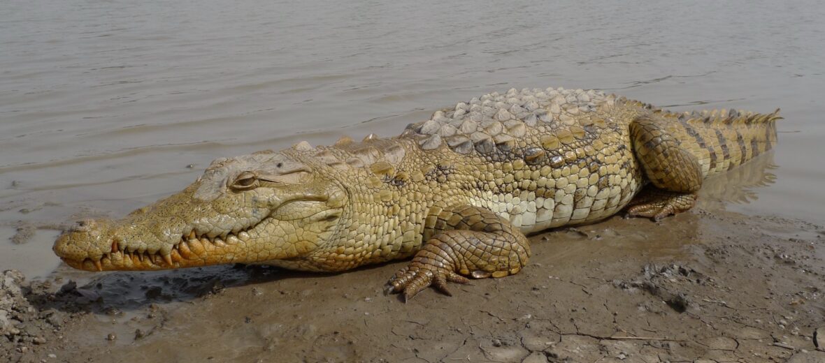 West African crocodile