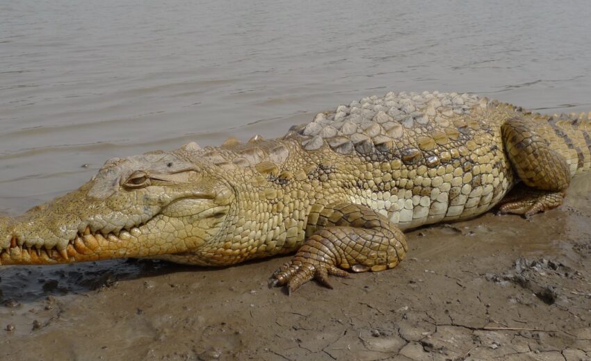 West African crocodile