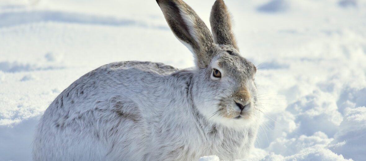 white-tailed jackrabbit