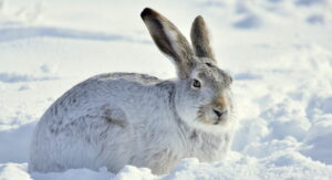white-tailed jackrabbit