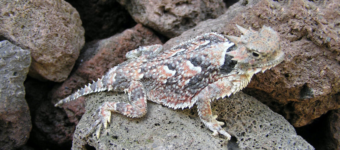 desert horned lizard predators