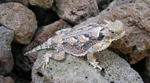 desert horned lizard