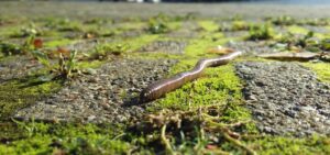 earthworm