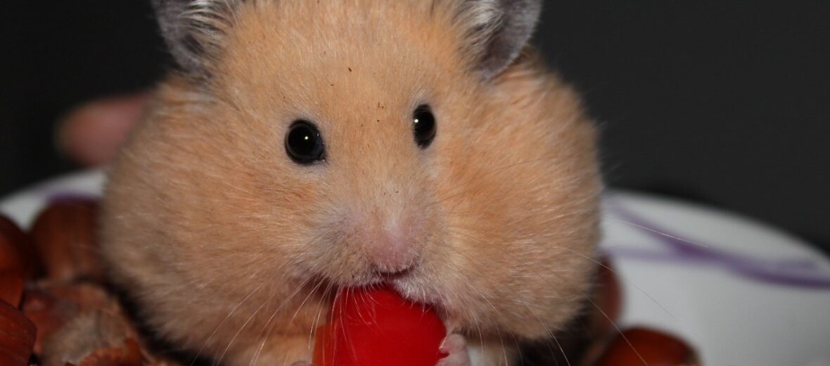 hamster