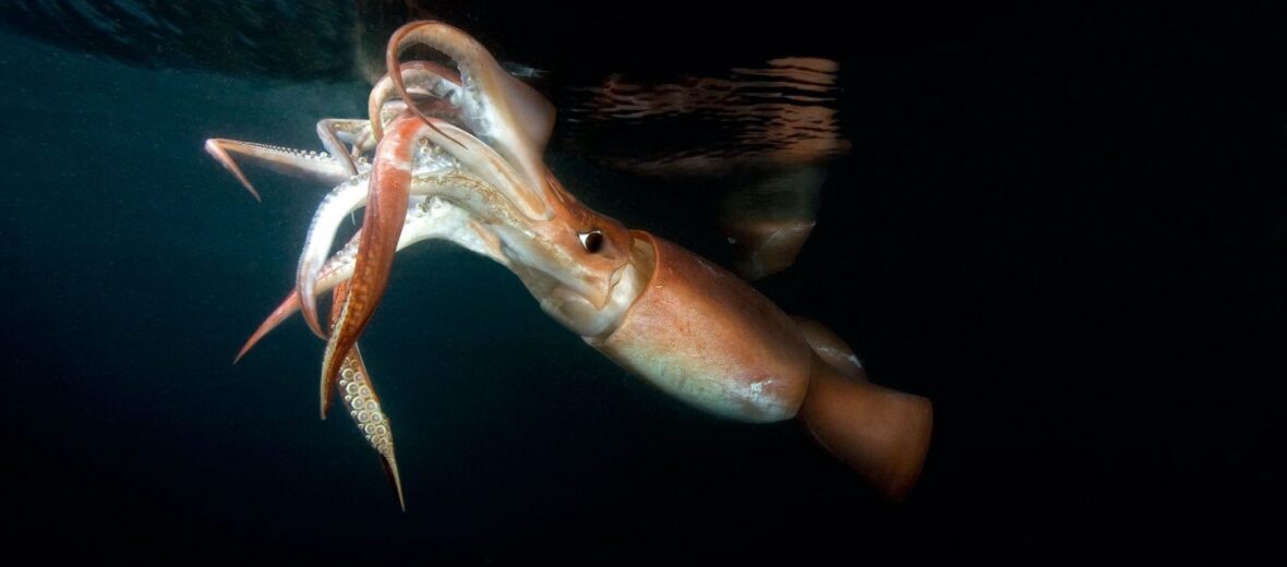 Humboldt Squid Bite Is On - Giant Humboldt Squid - BDoutdoors