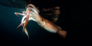 Humboldt squid