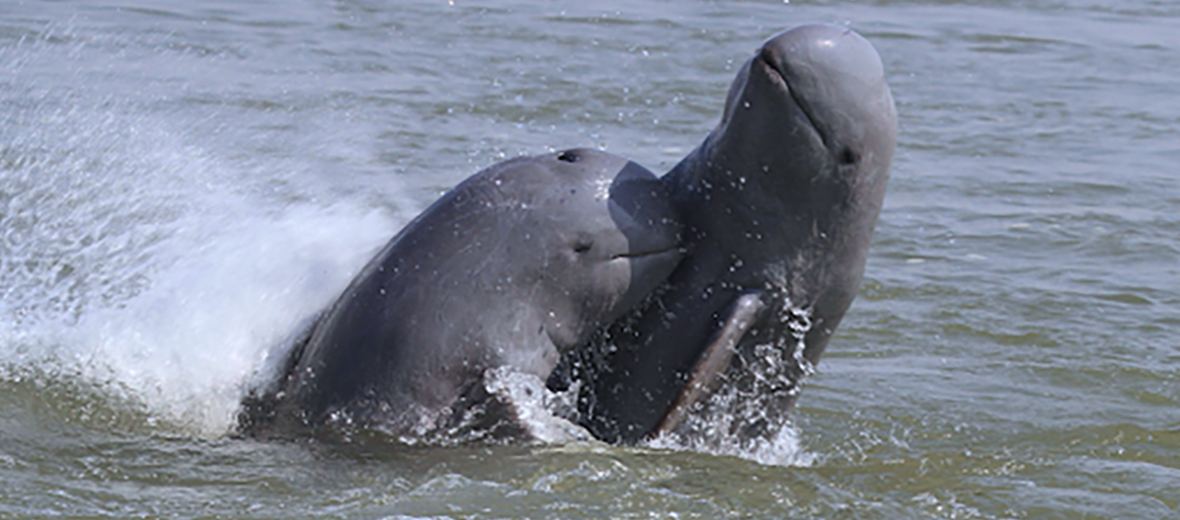 irrawaddy river dolphin