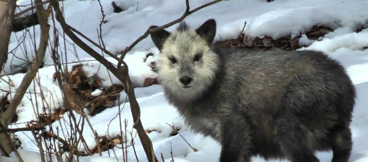 Japanese serow