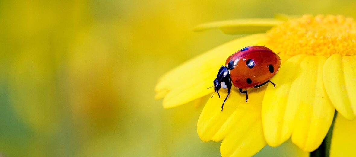 Ladybug  Lady Beetle Facts - NatureMapping