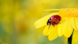 ladybug