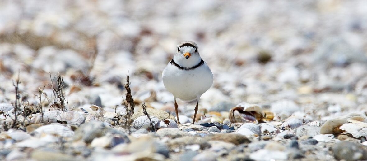 piping plover