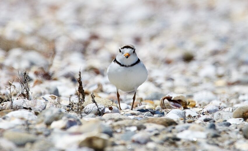 piping plover