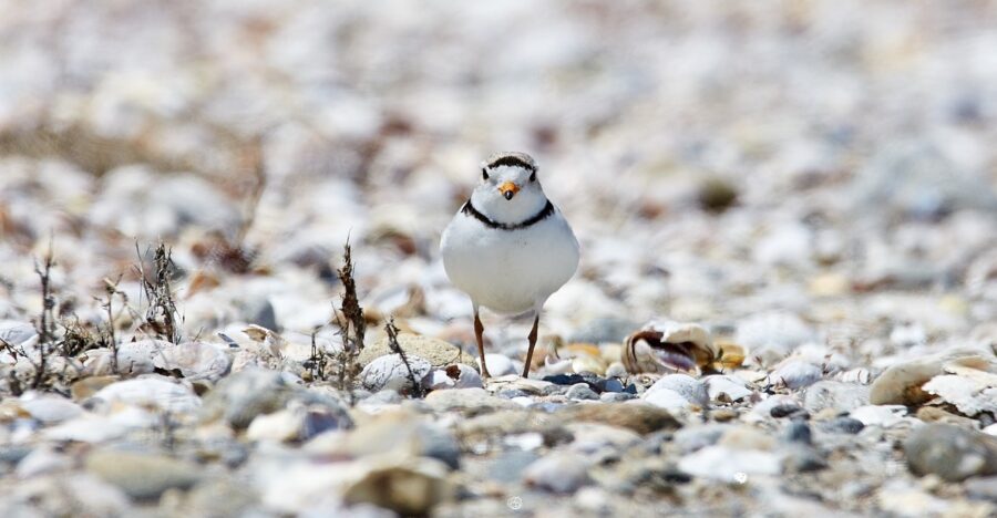 Move Over for the Piping Plover | Critter Science