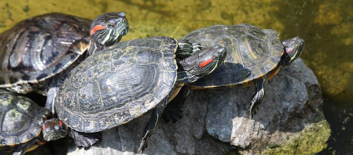 red-eared slider