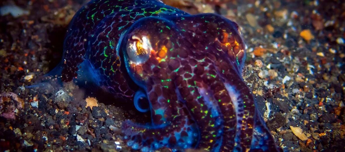 Thai bobtail squid