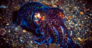 Thai bobtail squid
