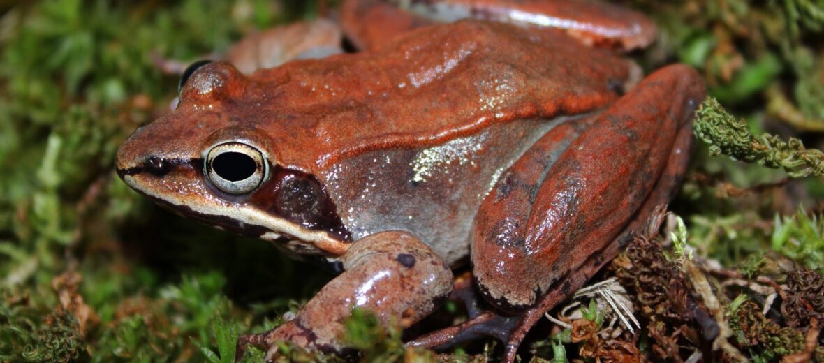 wood frog