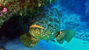 Atlantic Goliath Grouper
