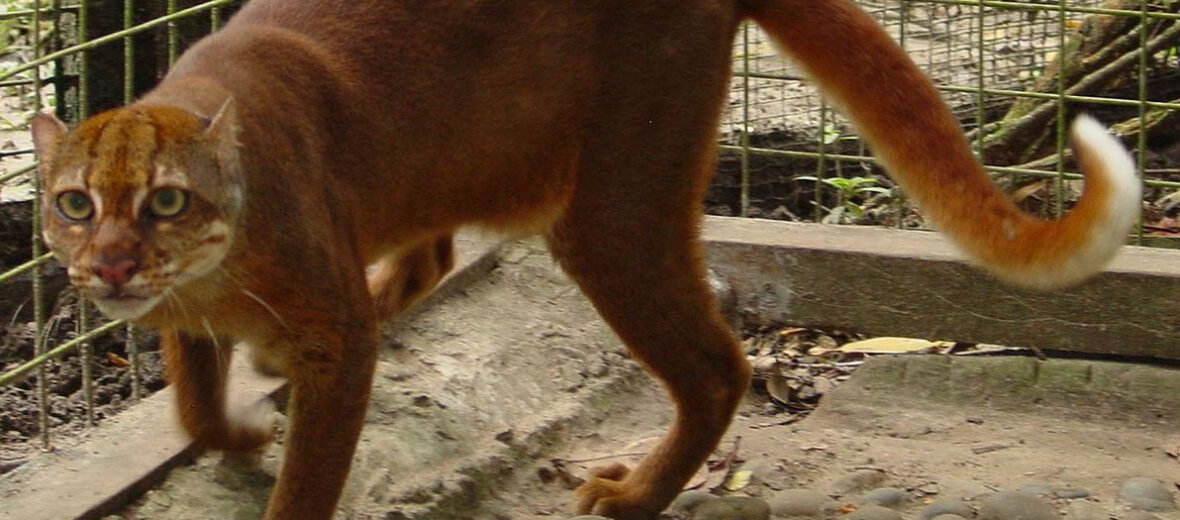 Borneo Bay cat