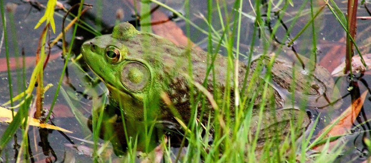 American bullfrog